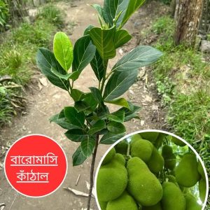 ৩ পিচ বারোমাসি পিংক কাঁঠাল চারা