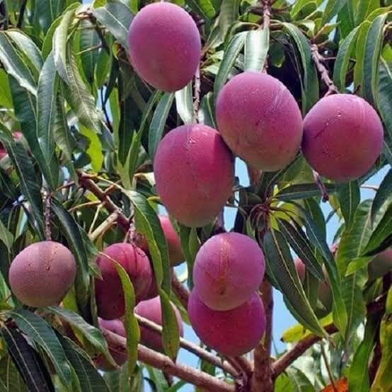 মিয়াজাকি আম