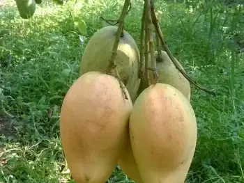 বোনাই কিং আম
