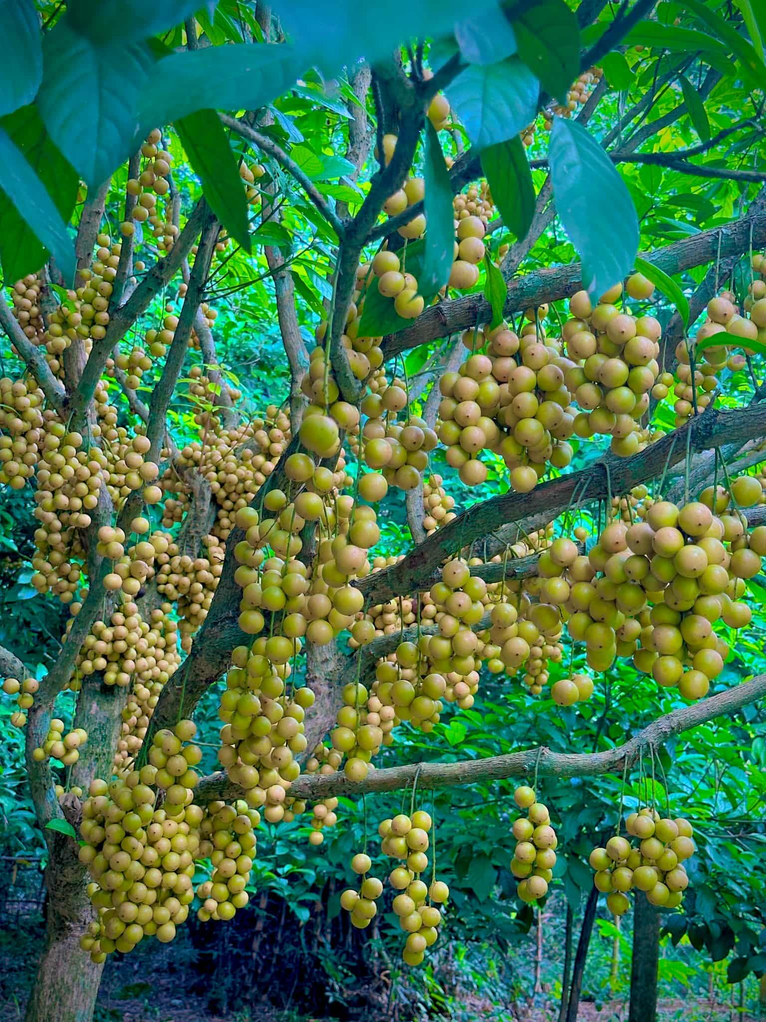 লটকন ফল ছবি ২