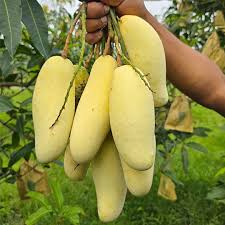 ব্যানানা ম্যাঙ্গো