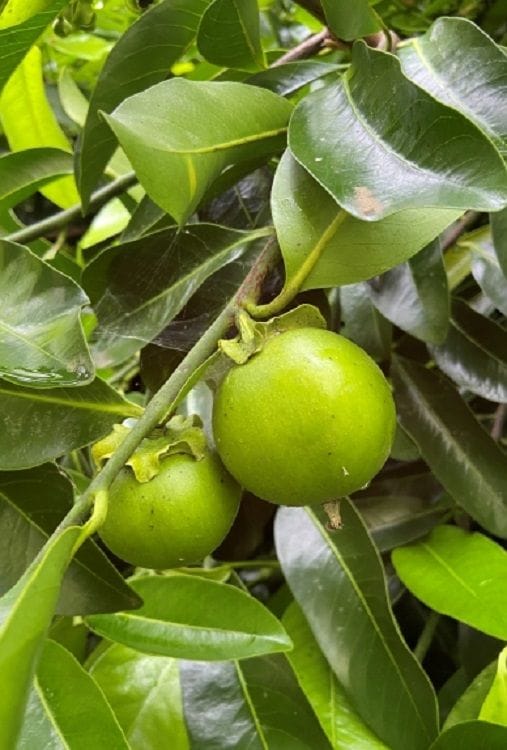 Black Sapote 3