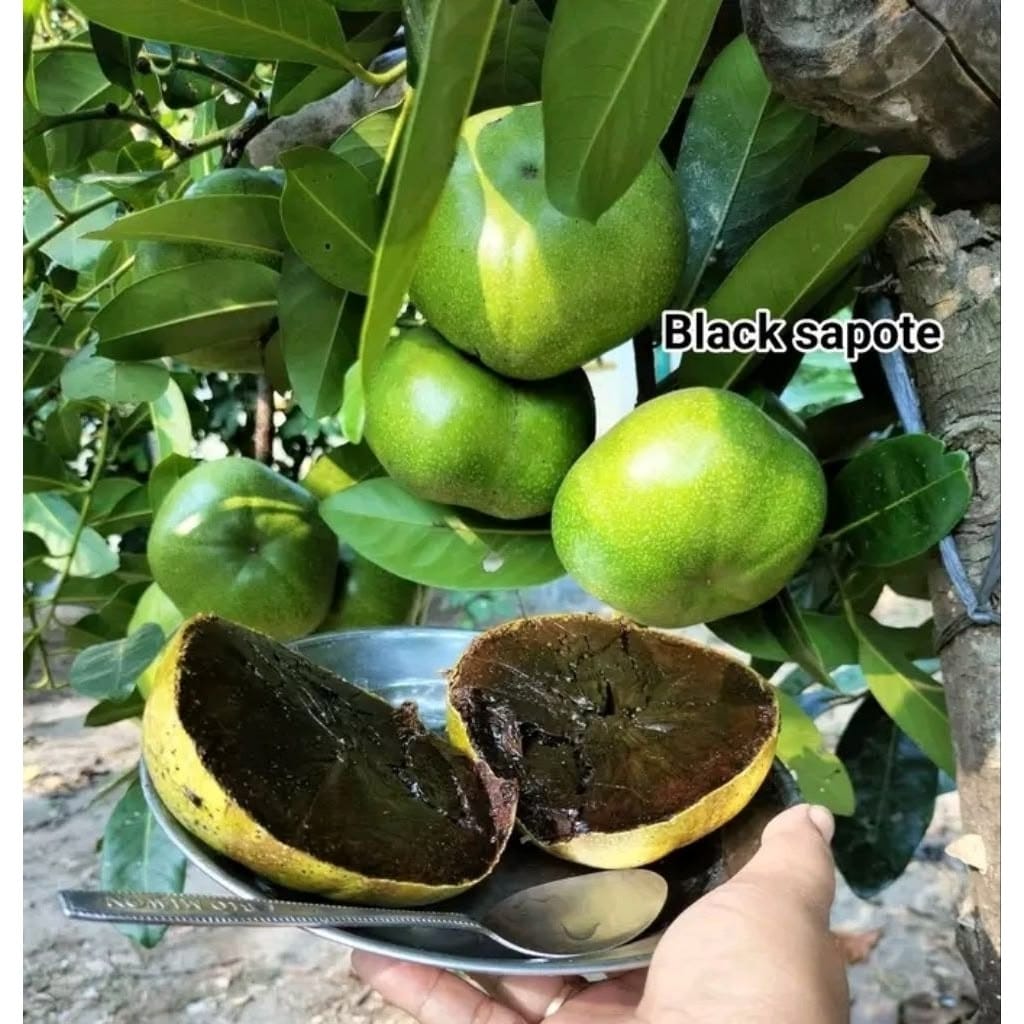 Black Sapote 2