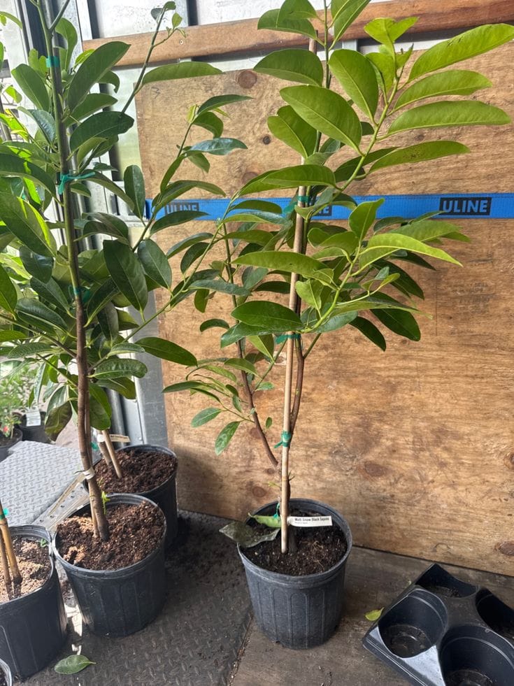 Delivered Plant 1