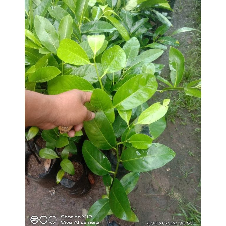 Delivered Plant 3