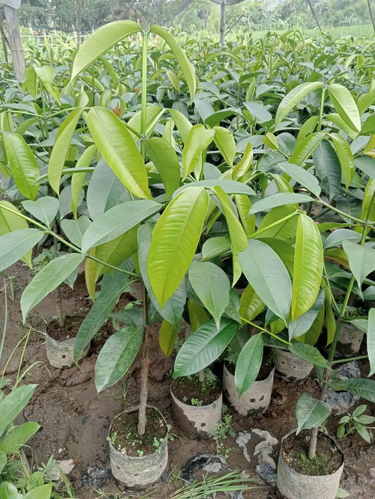 Delivered Plant 2