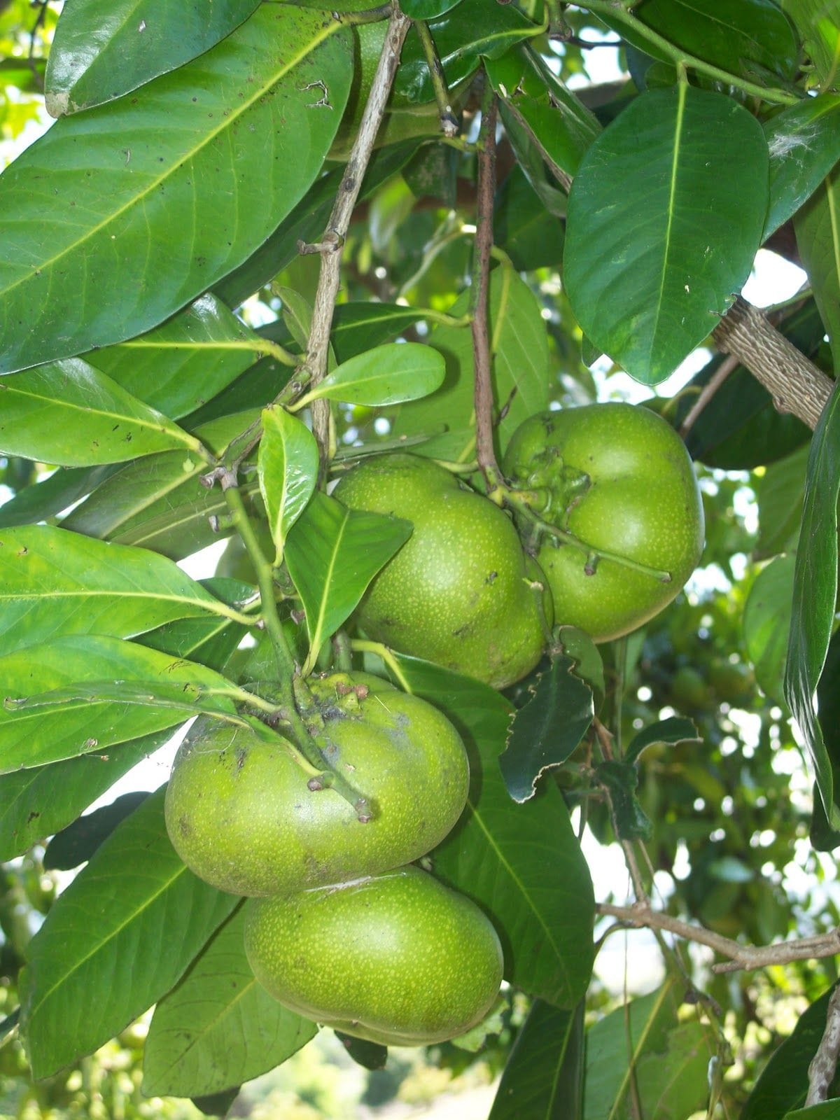 Black Sapote 1