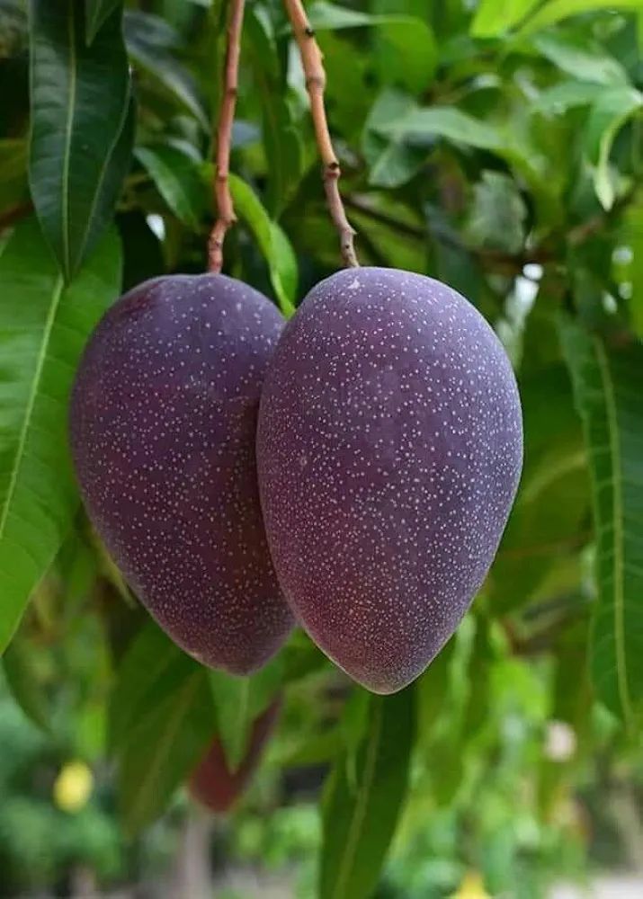 ব্লাক স্টোন আম