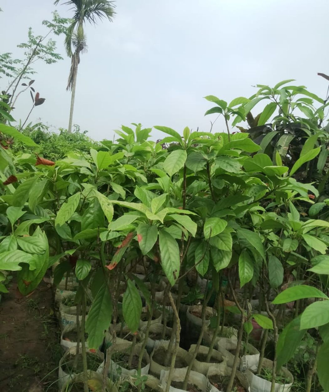 লটকন চারা ছবি ২