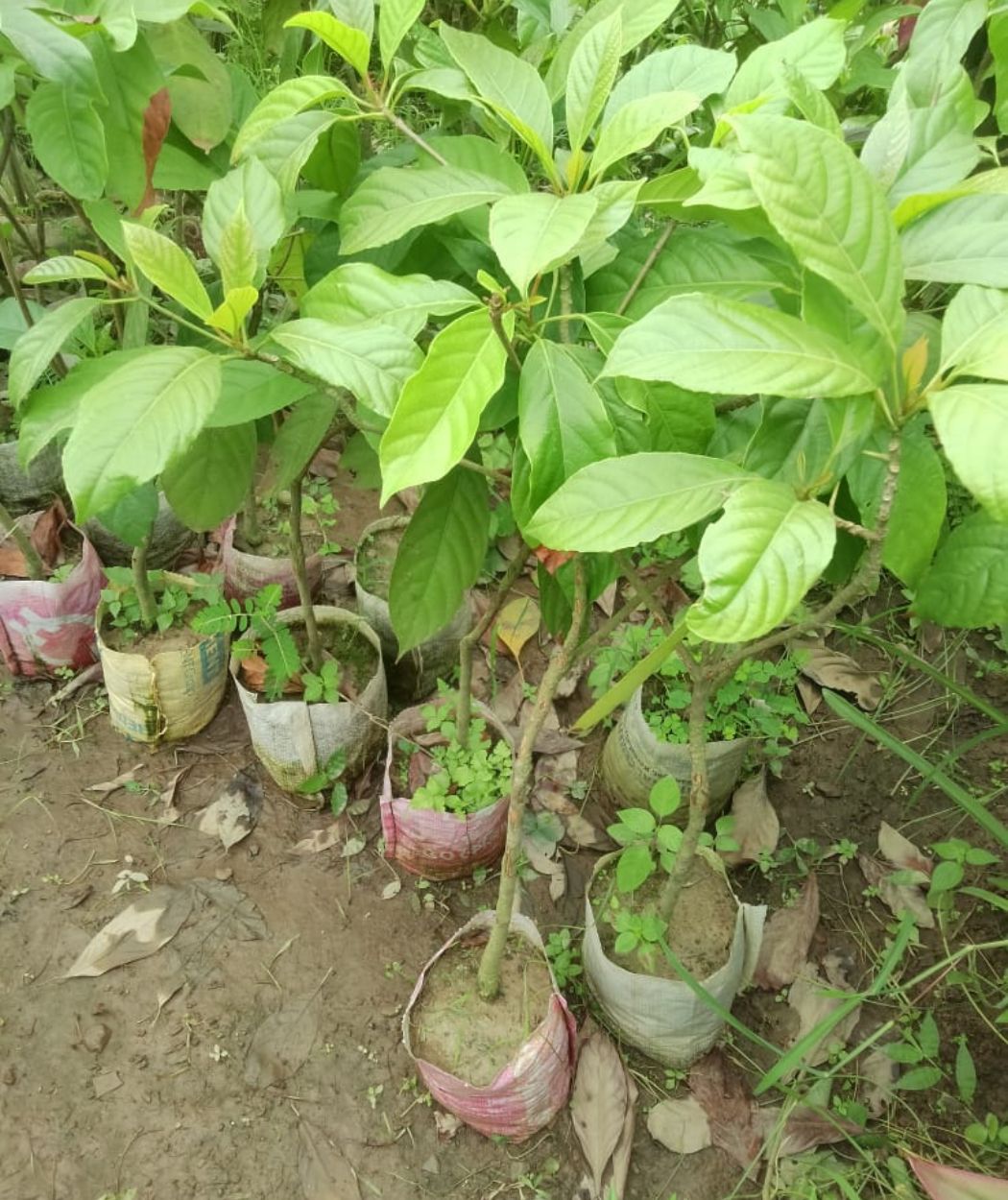 লটকন চারা ছবি ৩