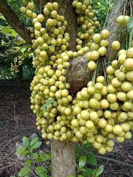 লটকন ফল ছবি ১