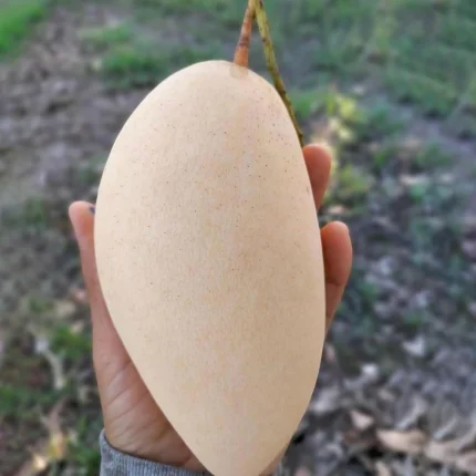 সাদা পুনাই আম